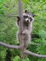image of Raccoon in Trees